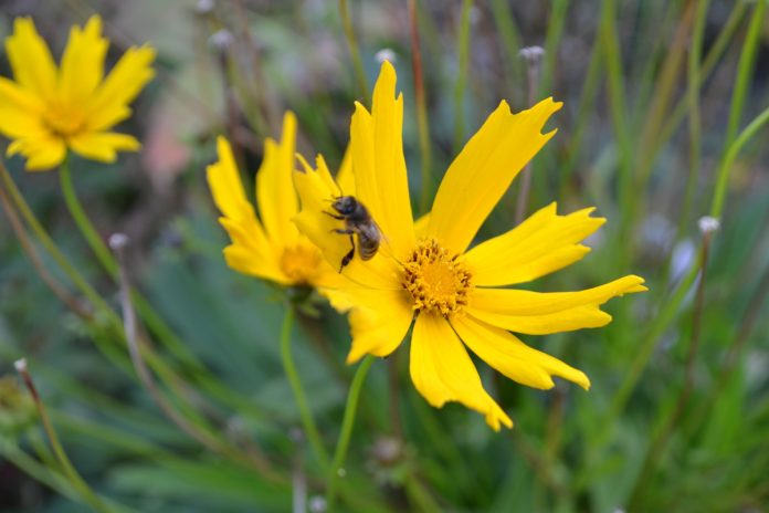 цветок и пчела