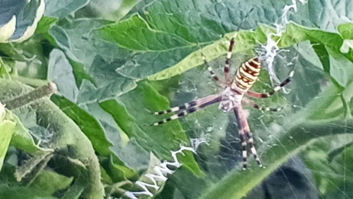 аргиопа. Захарово. 21.08.2025