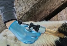 Захаровские ветврачи вакцинировали молодняк крупного рогатого скота в Остроухове