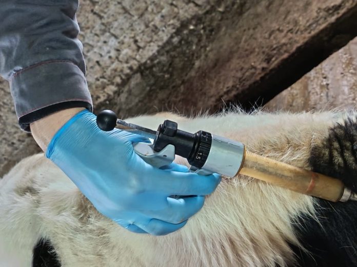 Вакцинация КРС ветстанция шприц