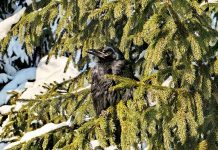 Минус 30 градусов сегодня ночью зафиксировали в Захаровском округе