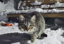 Захаровские ветврачи бесплатно вакцинируют кошек и собак от бешенства