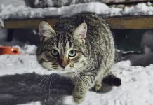 414 животных привили в Захарове в ходе ежегодной вакцинации от бешенства