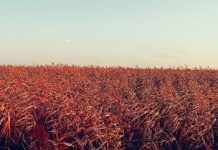 Более двух тысяч тонн семян проверили на качество захаровские специалисты в 2025 году