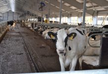 Сто тонн молока в день получают в Захаровском округе