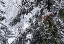 Захарово накрыло снегом