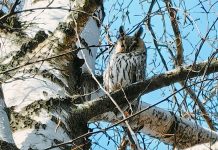 В Захарове заметили ушастую сову