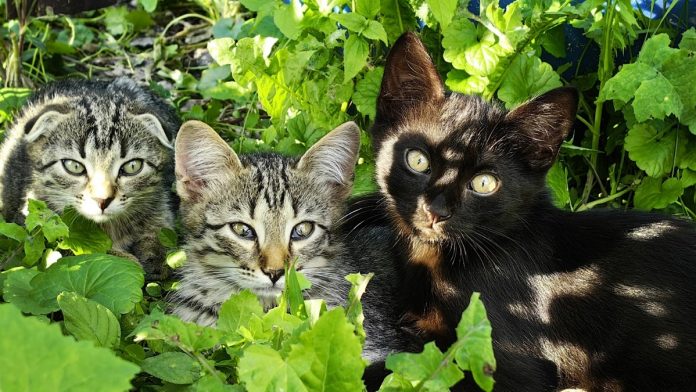 Котята котенок. Захарово.19.05.26