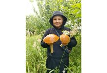 В Захаровском округе начался грибной сезон