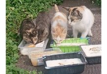 В селе Катагоща Захаровского округа дети кормят брошенных котят