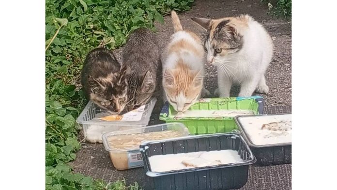 котята